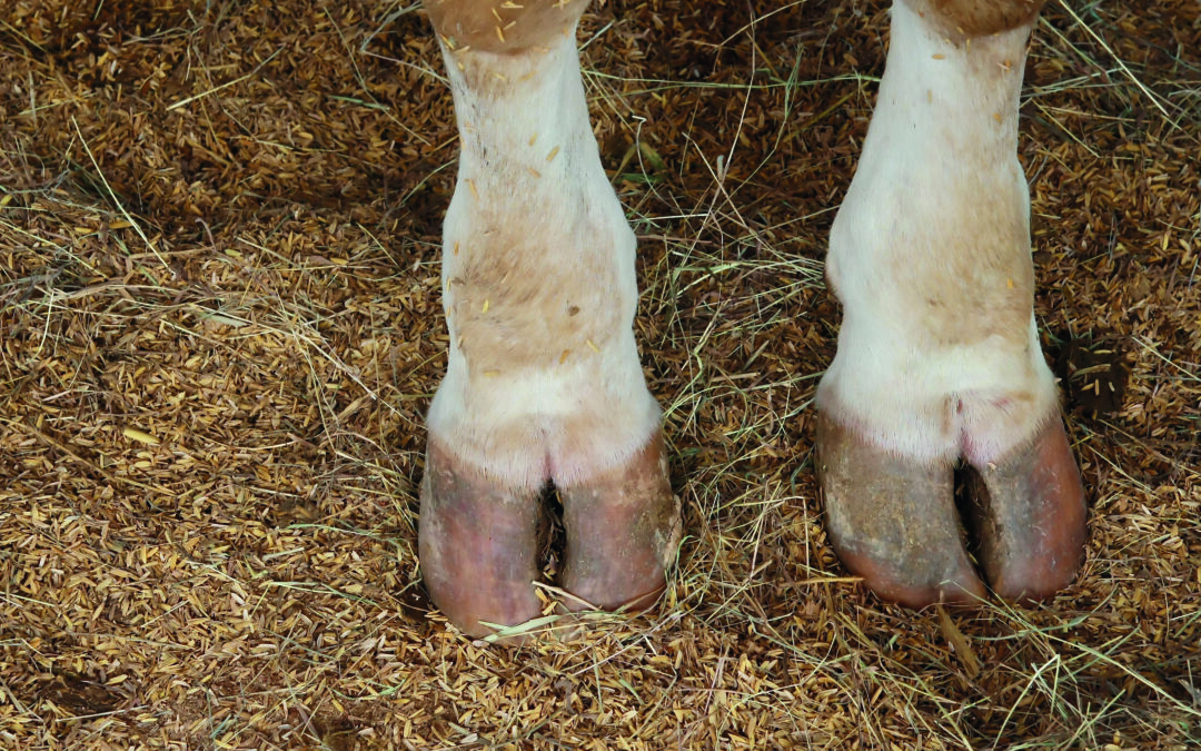 Foot- and Mouth Disease